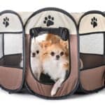 Pair of fluffy chihuahuas in puppy playpen. A puppy playpen is a great option for a young dog. It can complement your other training at home and give your dog a fun area to chew toys and play for a little bit.