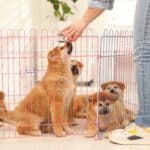 Puppy playpen vs crate: Which will work best to train your puppy?
