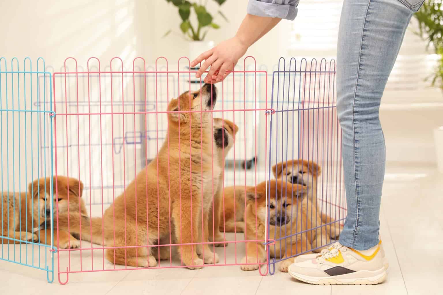 Owner looks at Shiba Inu puppies in puppy playpen.
