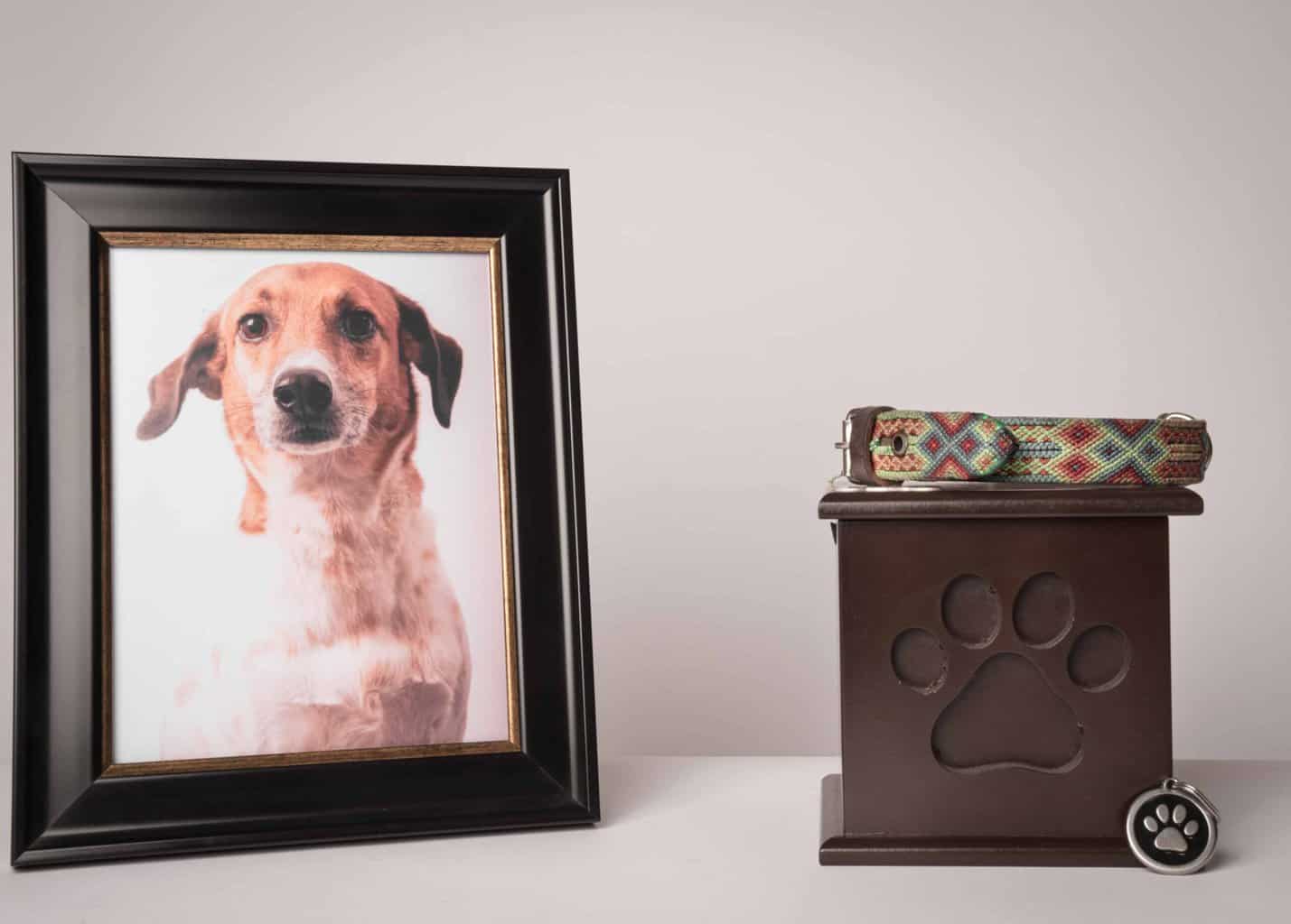 Illustration showing dog portrait, memory box, collar and tag. To help you grieve, use the memorial ideas in this article to remember your dog and celebrate the life of your beloved pet.