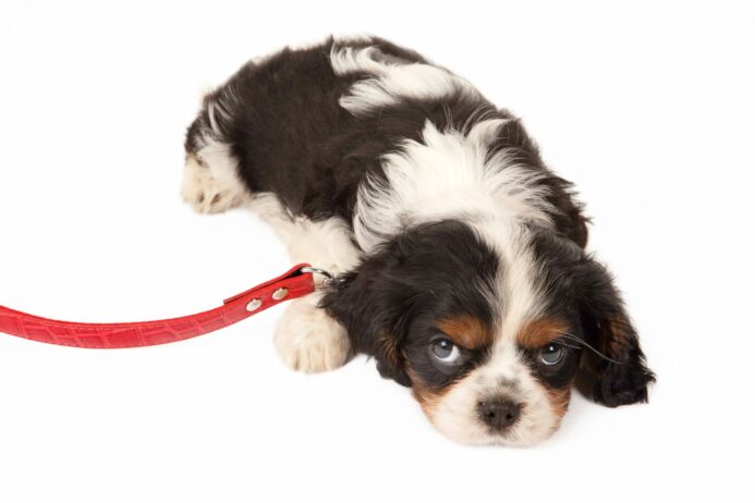 Angry puppy attached to red leash. Try seven helpful tips to teach your stubborn puppy to behave. 