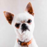Crabby Chihuahua makes angry face. Learn temperamental dog warning signs so you can take control before situations escalate and become dangerous.