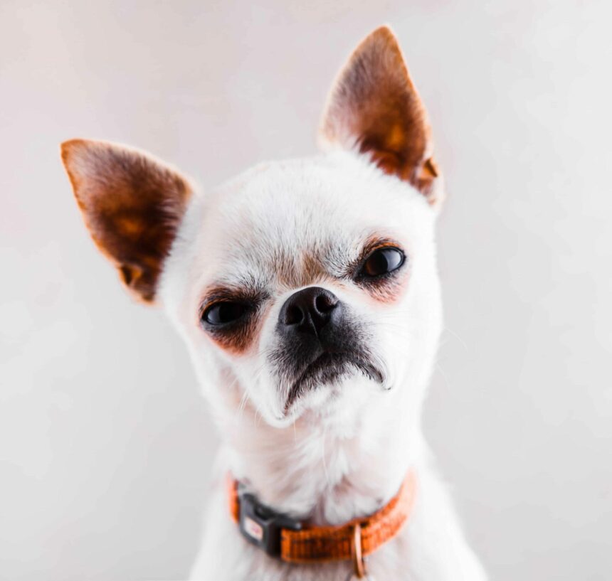 Crabby Chihuahua makes angry face. Learn temperamental dog warning signs so you can take control before situations escalate and become dangerous.