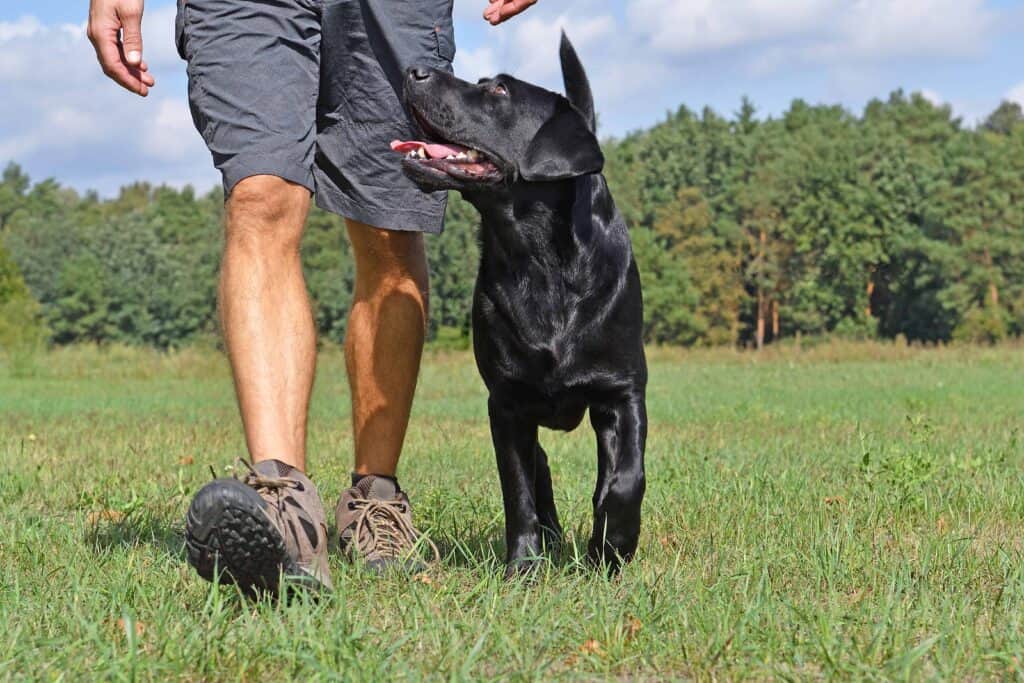 Man trains black Labrador retriever. Stay calm and patient when training a temperamental dog. If you get frustrated, take your dog to a safe space, breathe and reset.