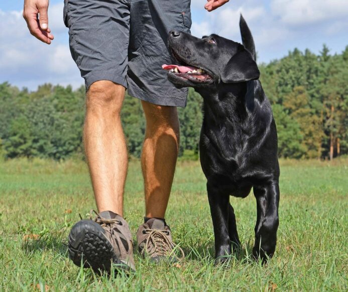 Man trains black Labrador retriever. Stay calm and patient when training a temperamental dog. 