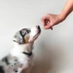 Owner uses treat to reward Australian shepherd puppy for good behavior. Use these training tips for success: Feed health treats as rewards, start training early and always be consistent to prevent bad behavior.