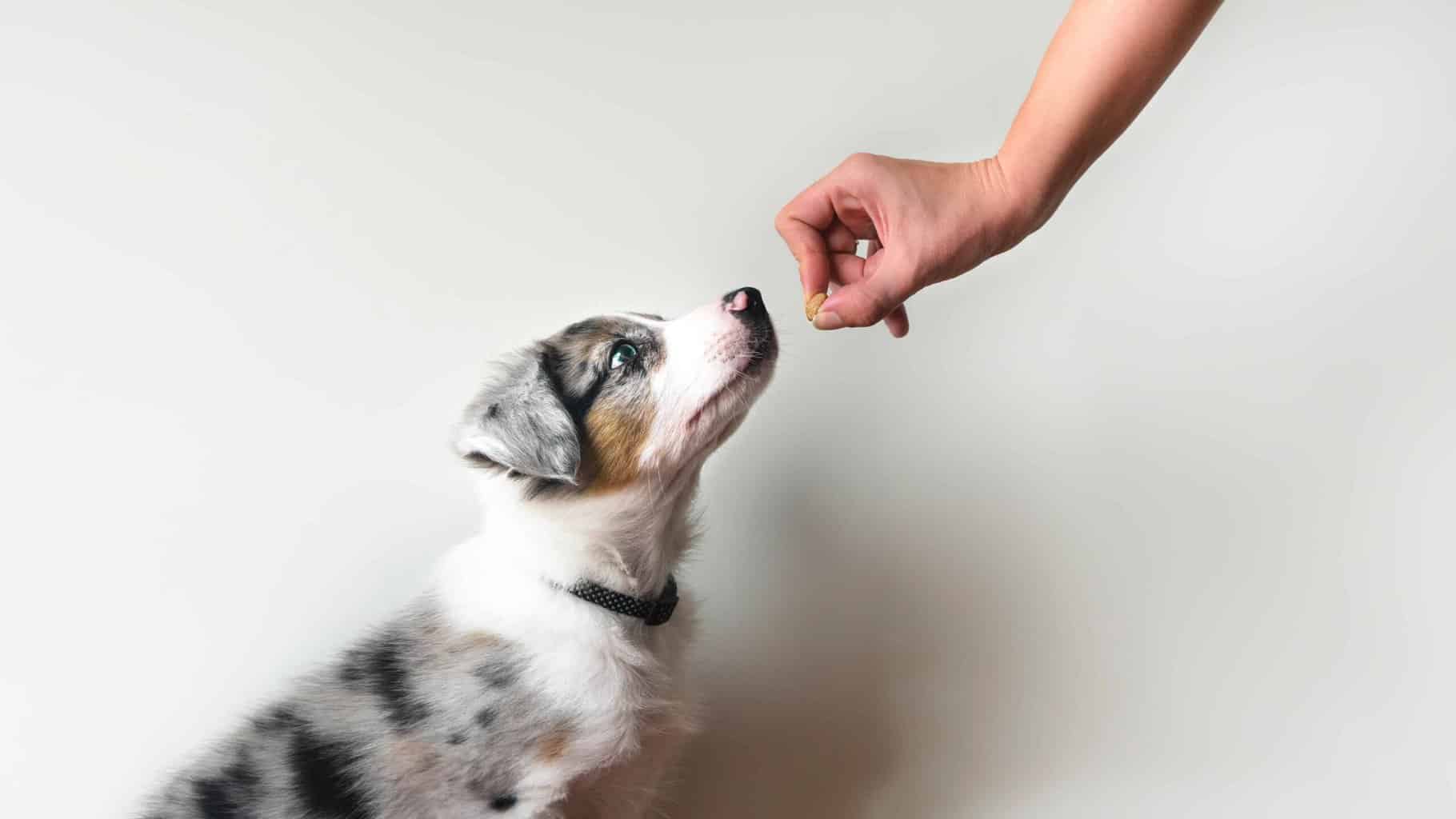 Owner uses treat to reward Australian shepherd puppy for good behavior. Use these training tips for success: Feed health treats as rewards, start training early and always be consistent to prevent bad behavior.