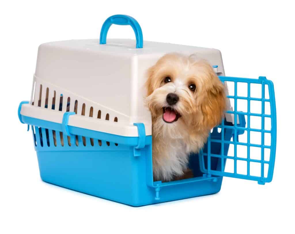 Cute Havanese puppy in travel crate.