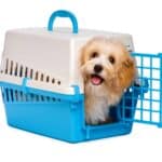 Cute Havanese puppy in travel crate.