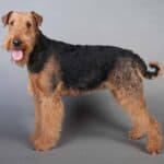 Airedale Terrier on gray background. The Airedale Terrier makes an active and intelligent companion. These big dogs need plenty of space to run around.