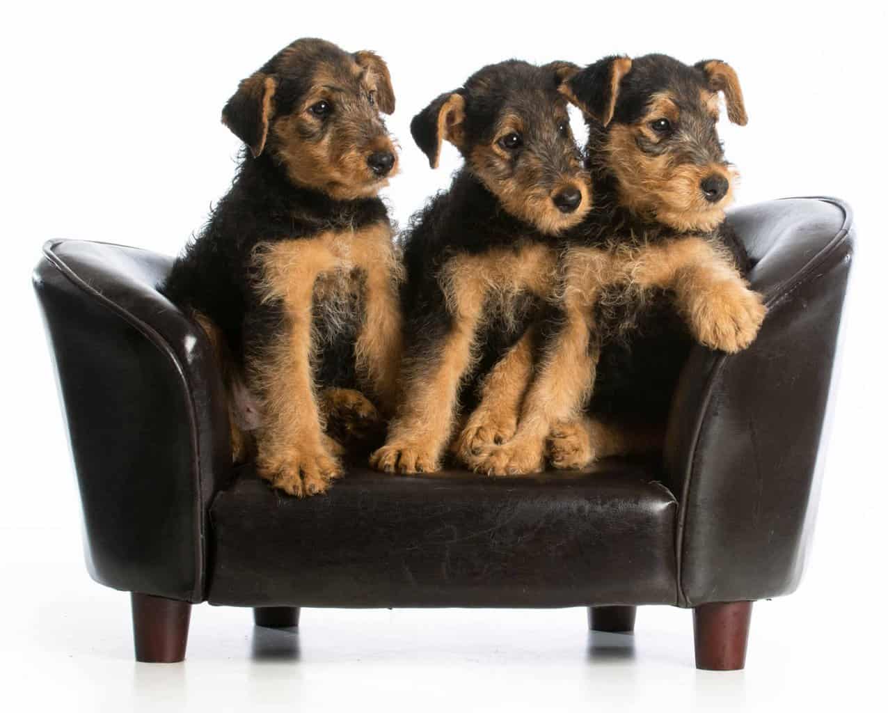 Trio of Airedale Terrier puppies. Airedale Terriers are prone to obesity, so it's essential to watch the amount of food you give them.