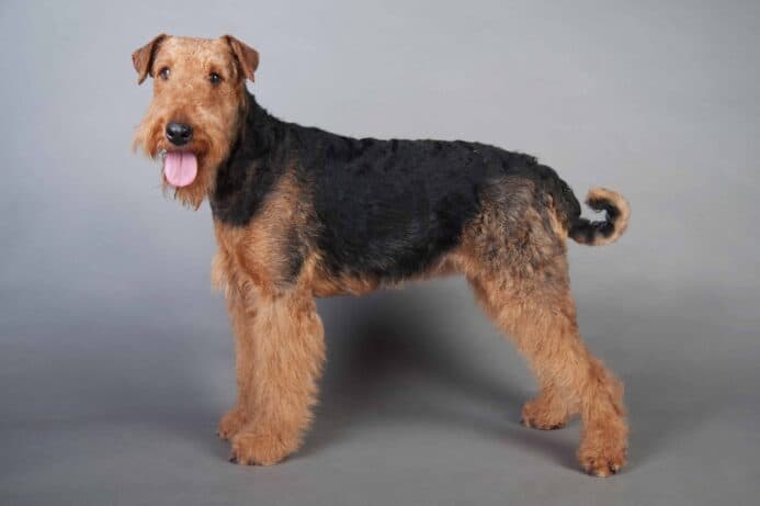 Airedale terrier big dogs hotsell