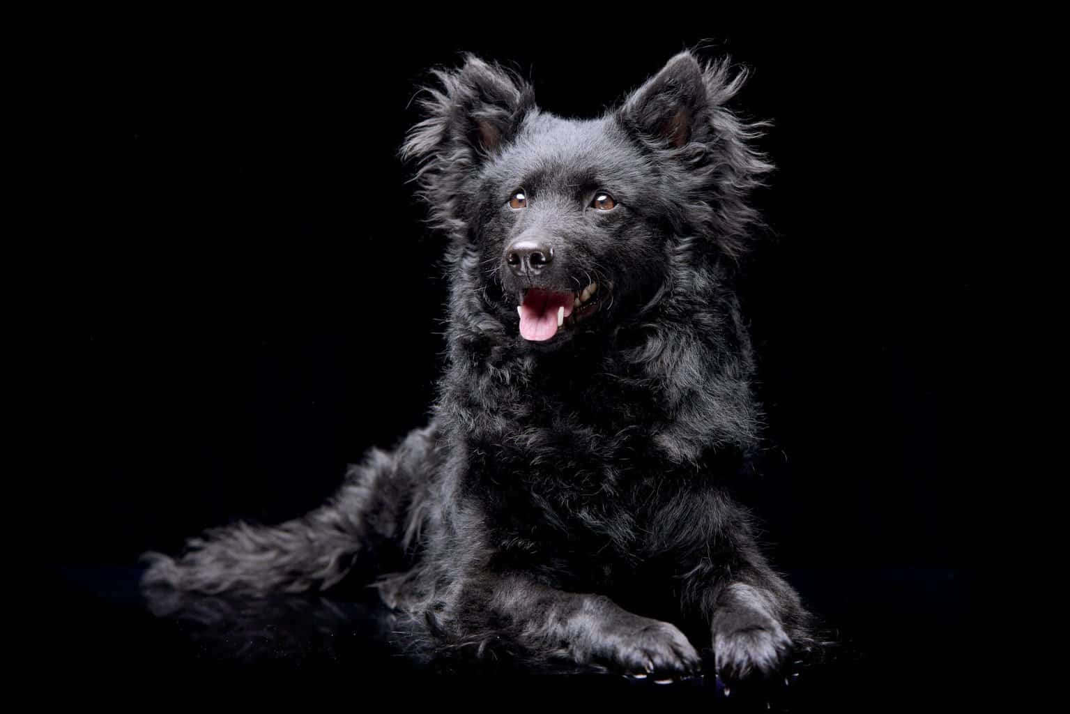 Mudi dog on black background. The Mudi dog breed is a spunky little farm dog is praised for its intelligence, eagerness, and versatility.