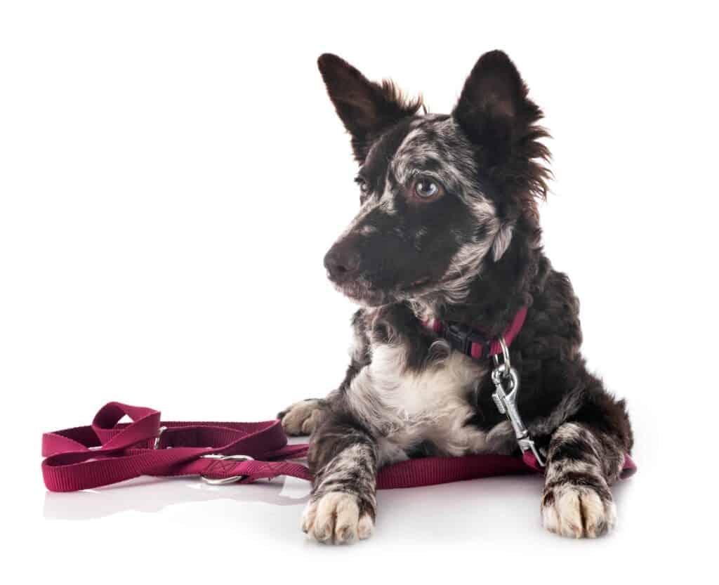 Mudi puppy with long leash. Mudi are brilliant and love to learn, making them a dog trainer’s dream. These dogs learn quickly, often needing only a few repetitions to pick up a new command or skill.