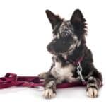 Mudi puppy with long leash. Mudi are brilliant and love to learn, making them a dog trainer’s dream. These dogs learn quickly, often needing only a few repetitions to pick up a new command or skill.