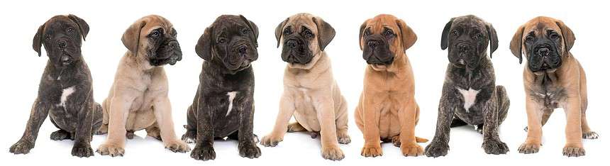 Bullmastiff puppies. The Mastiff is a massive, muscular dog known for its noble and loyal disposition, making it an ideal family pet.