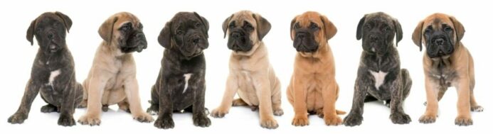 Bullmastiff puppies in a variety of coat colors.