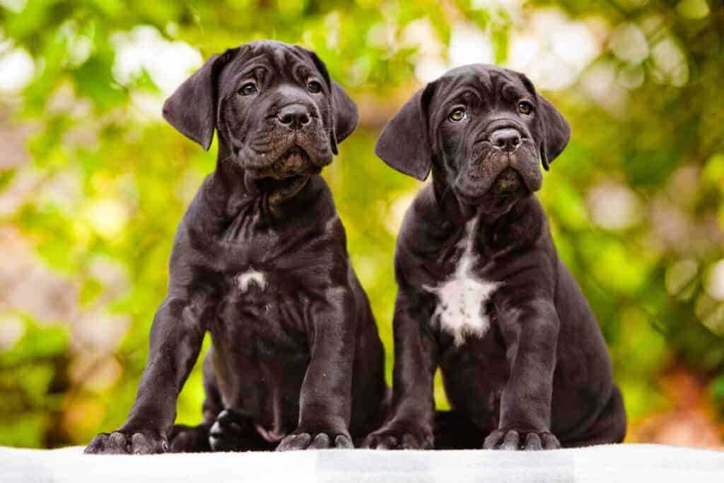 Cane Corso puppies. Although mastiff puppies may look imposing, they are gentle by nature. With proper socialization and training, they make great companions and loyal protectors.