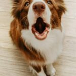 Border collie barks at home. Stop dog barking: Chronic or excessive dog barking often is associated with small dogs, but any breed can become a chronic barker.