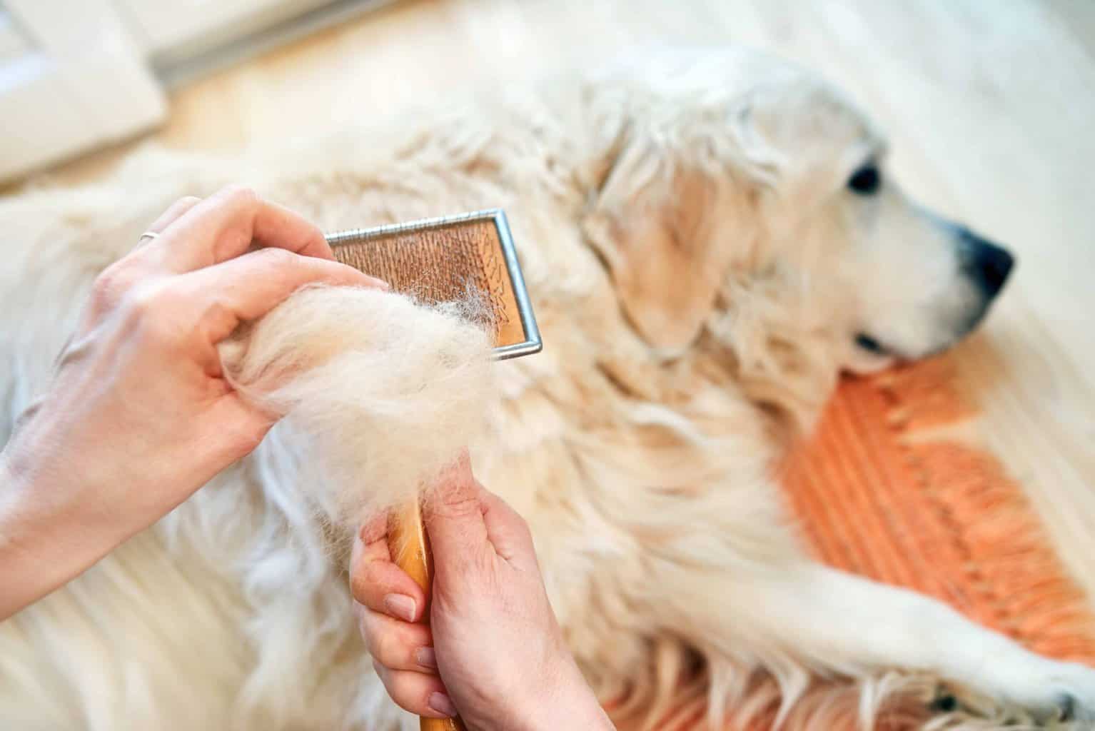 Owner uses slicker brush to groom Golden Retriever. If you don't mind a little extra shedding, check out this list of the top seven dog breeds that shed the most.