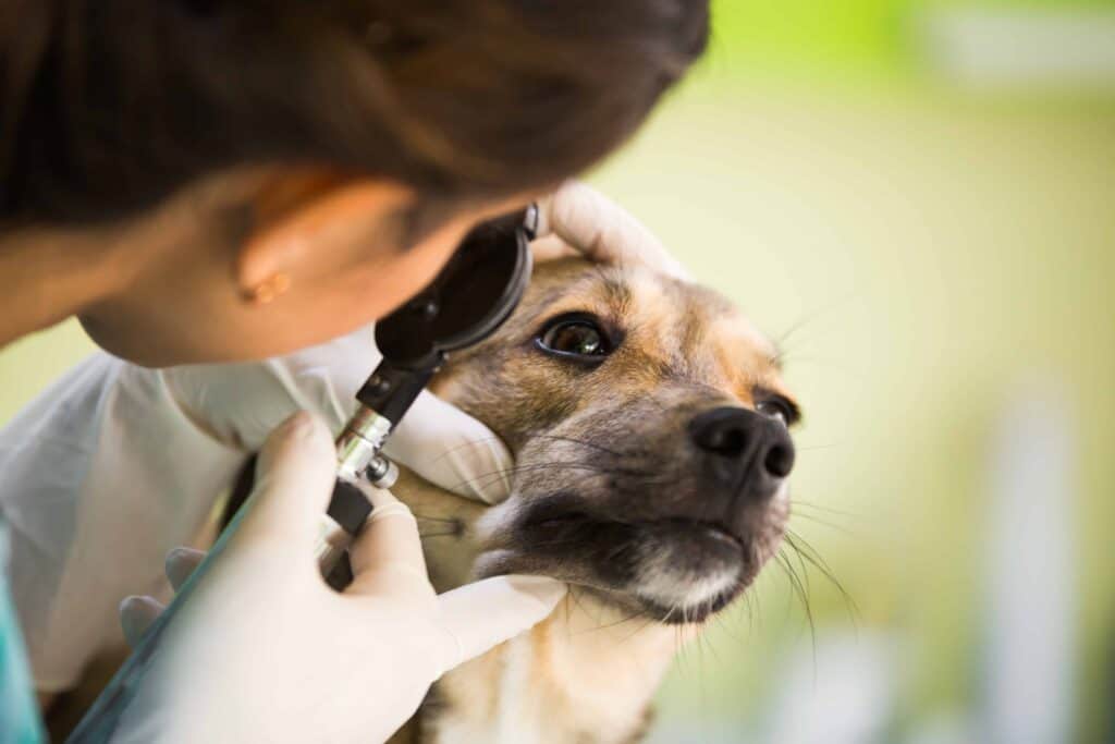 Vet examines a dog's eye. When dogs produce tears, it's usually a biological response, not an emotional one. Consult your vet if your dog has excessive tear production. That could indicate an eye infection or a problem with your dog's tear ducts.