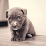 Sad puppy. Do dogs cry? They may express emotions through crying, but you need to know whether your dog's tears are due to emotion or a health issue.