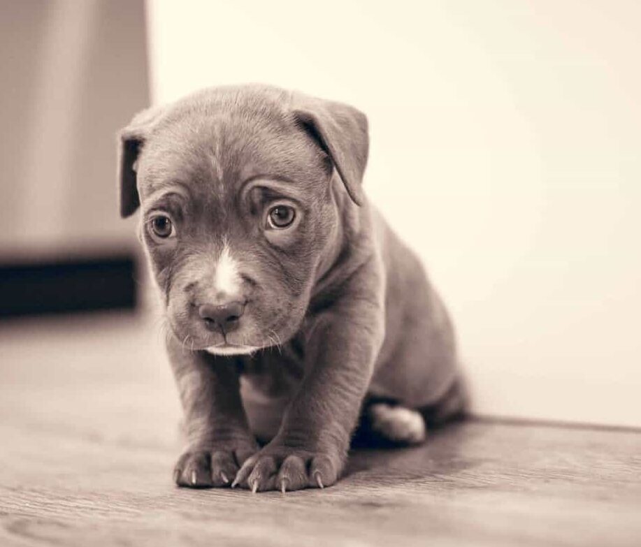 Puppy Crying At Night: Why It Happens, And What You Can Do | atelier ...