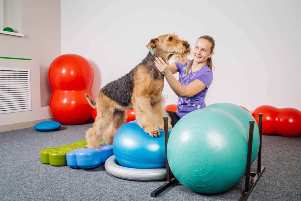 Fitness trainer works with Airedale Terrier using exercise equipment. Creating a fitness program for your dog helps maintain a healthy weight, blood pressure, heart and joint health.