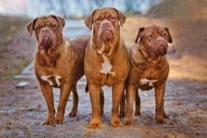 Trio of Dogue de Bordeaux or French Mastiff puppies.