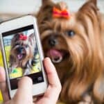 Owner takes photos of happy Yorkshire terrier. Take great holiday pet pictures: tire out your dog, use treats, get help, and practice before using outfits or accessories.