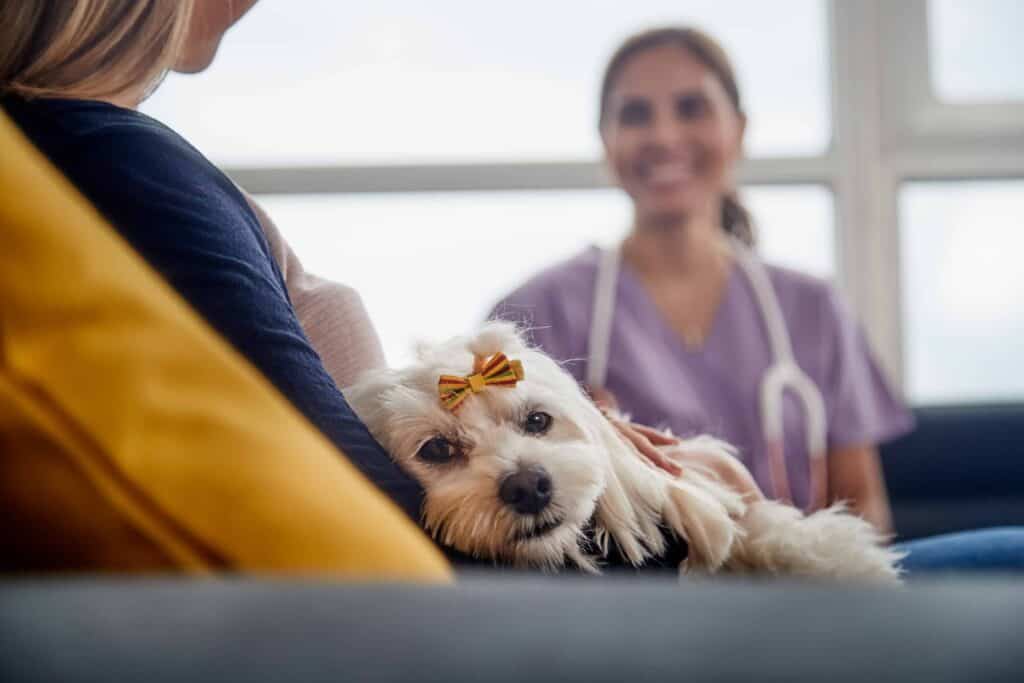 Owner holds sick dog while talking to vet a home. In-home veterinary care can reduce stress and anxiety for dogs with chronic health conditions like cancer or arthritis.