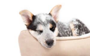 Australian Cattle Dog snuggles into dog bed. The average lifespan of an Australian Cattle Dog is 12 to 15 years.