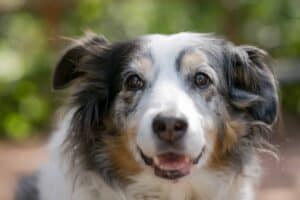 Happy older Australian Shepherd. Australian Shepherds typically have a lifespan of 12 to 13 years but often live up to 15 years old.