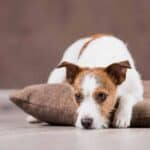 Older Jack Russell Terrier rests on pillow. When you choose one of the longest-living dog breeds do your part and give them the right care to help them live happy and healthy lives.