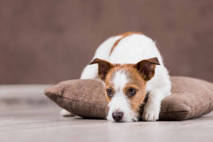 Older Jack Russell Terrier rests on pillow. When you choose one of the longest-living dog breeds do your part and give them the right care to help them live happy and healthy lives.