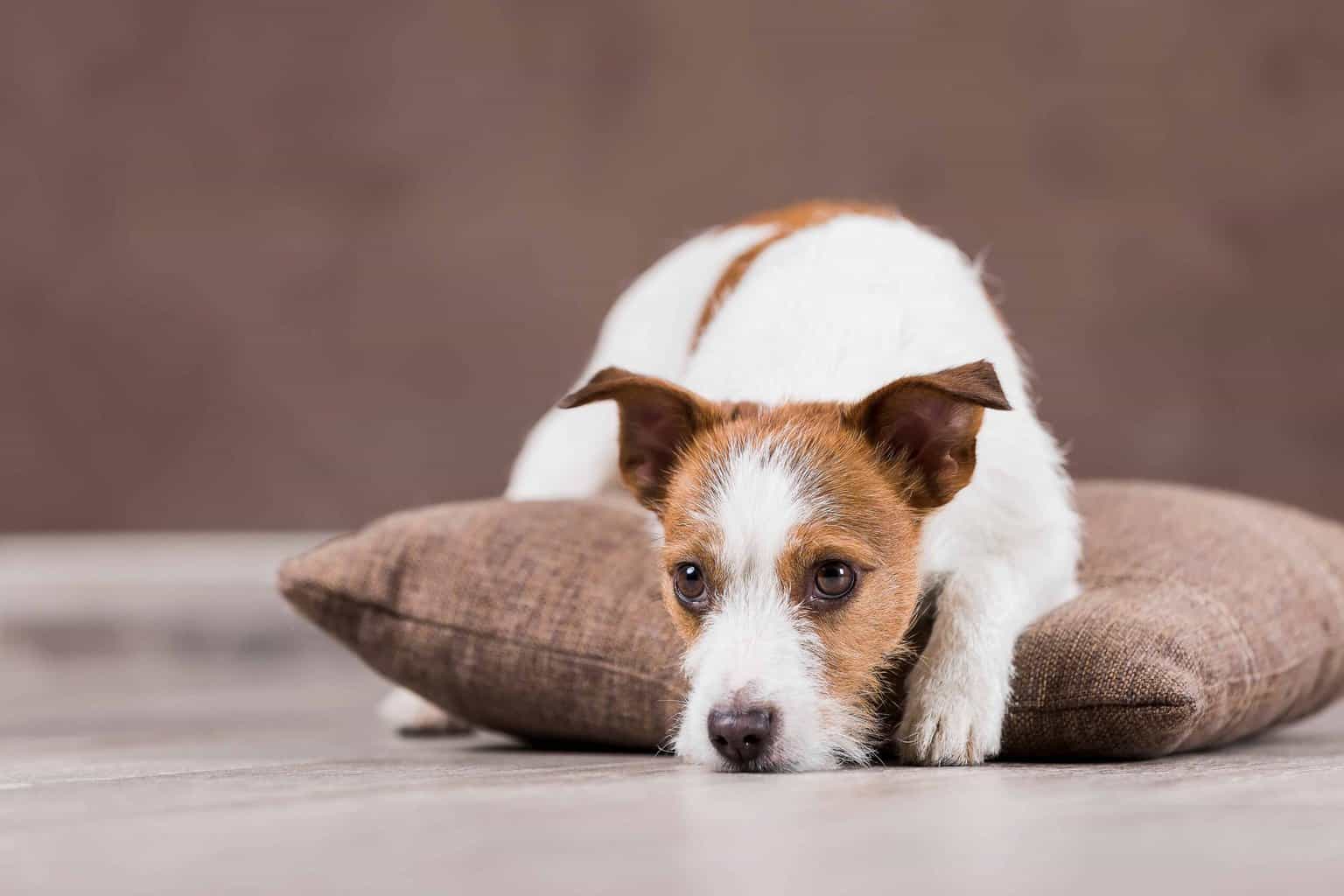 Older Jack Russell Terrier rests on pillow. When you choose one of the longest-living dog breeds do your part and give them the right care to help them live happy and healthy lives.