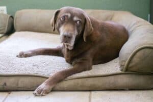 Old chocolate Labrador retriever on orthopedic dog bed. Labrador Retrievers are one of the longest-living dog breeds with an average lifespan of anywhere from 10 to 12 years.