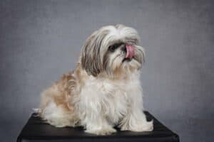 Shih Tzus have a lifespan of 10 to 16 years, with the average being around 13 years — which is longer than many other breeds.