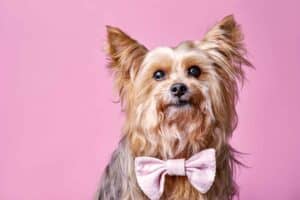 Yorkshire Terrier wears pink bow tie. With proper care, a Yorkshire Terrier can live over 15 years.