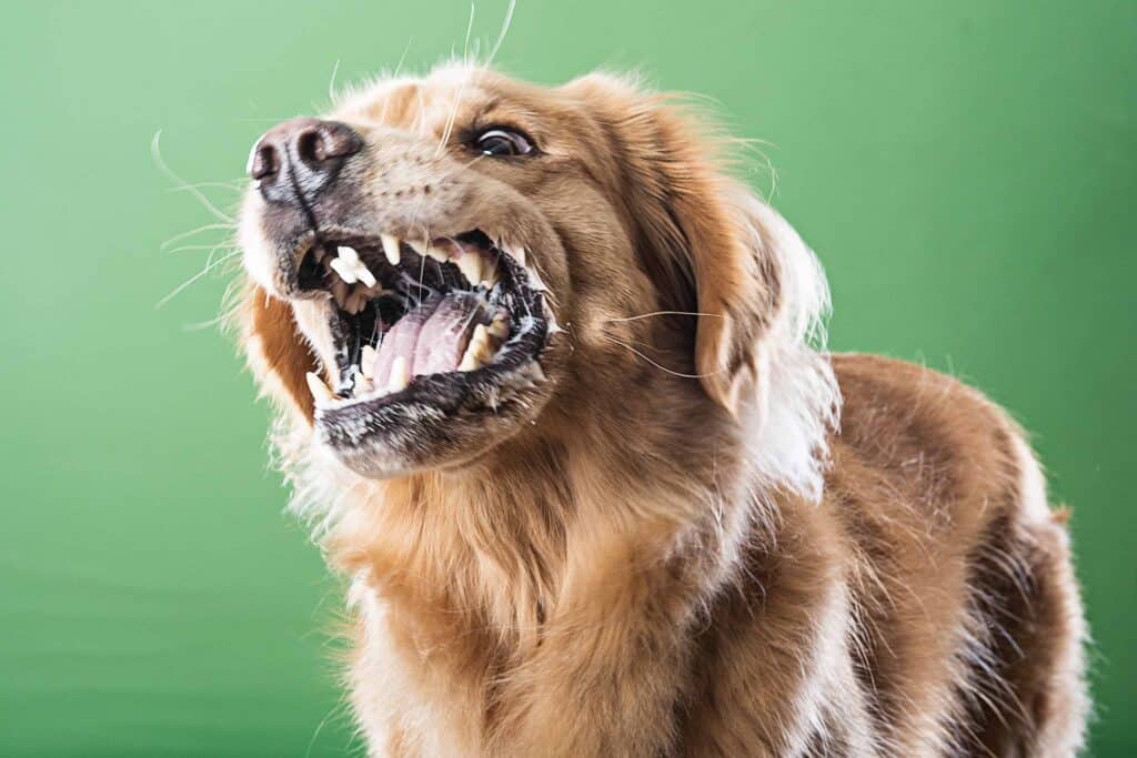 Minnesota dog bite law illustrative photo of aggressive dog.