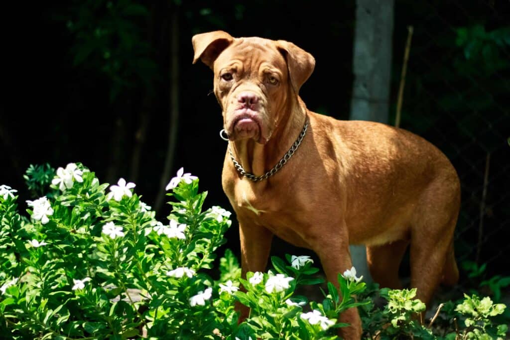 Neapolitan Mastiffs are unique. With signature wrinkly skin and impressive jowls, these Italian dogs can trace their roots back to Roman dogs of war. In Italy, they were historically used to guard estates.