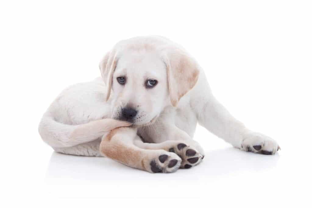 Labrador puppy chews on tail. Tail biting is most often found in dogs with a high prey drive, who don't get enough exercise or spend too much time in their crates.