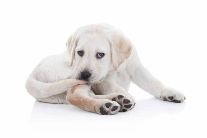 Labrador puppy chews on tail. Tail biting is often found in dogs with a high prey drive.