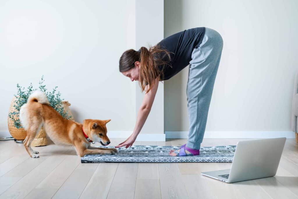 Woman uses online class to train Shiba Inu. Getting certified via an online dog training course can be the perfect option if you want to pursue a career as a dog trainer.