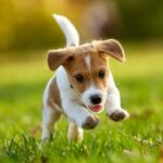 Happy Jack Russell Terrier runs in yard. Banish dangerous pests like ticks, fleas, mosquitoes, and rodents from your yard to protect your dog and keep him safe.