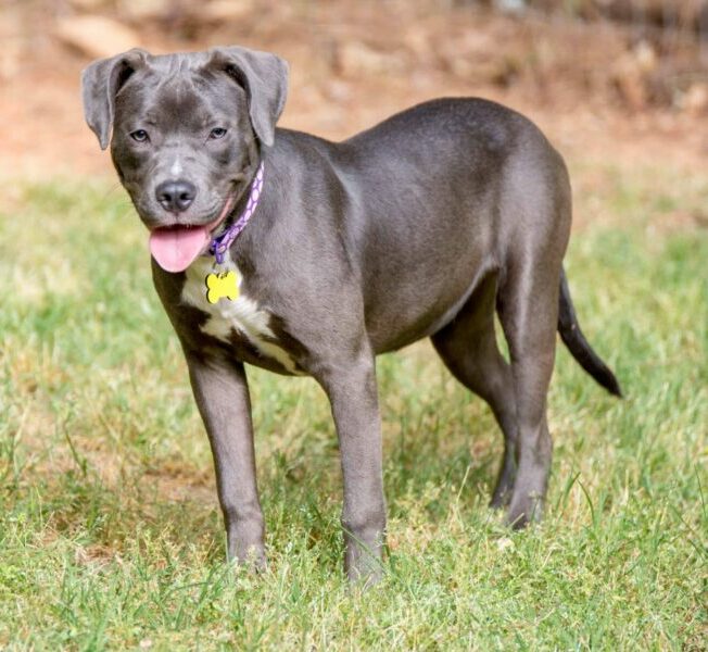 Labrabulls inherit the coat traits of their parents and commonly come in black, white, gray, brown, yellow, and silver. Most Labrabulls have a black base fur color with white accents.