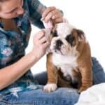 Owner cleans bulldog's ears. Canine ear infections are one of the top reasons pet owners bring their dogs to the vet. Use at-home remedies to keep your dog's ears clean.