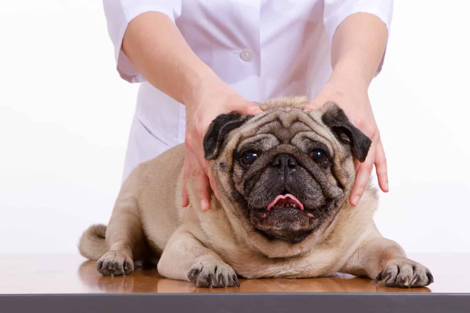 Pug gets massage. Pulsed electromagnetic field therapy treats wounds, bone injuries, arthritis, inflammation, and discomfort in dogs.