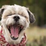 Dog sneezing. Don't be alarmed by dog snorts or sneezes. Colds, allergies, or other illnesses cause sneezing, but it's usually not serious.