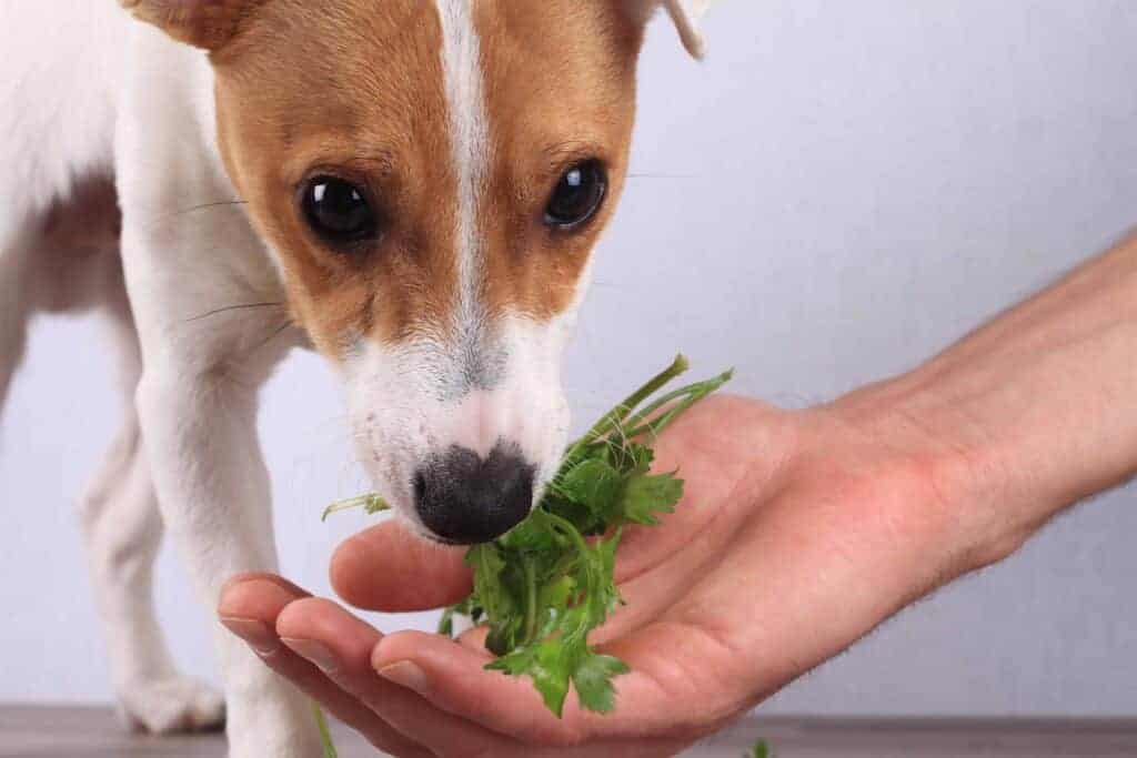 Owner feeds Jack Russell Terrier parsley. Safe spices for dogs include oregano, parsley, and coriander. They're packed with nutritional benefits for your dog's health.